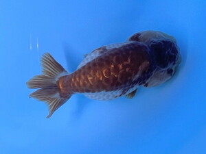 福嘉金魚 動画あり！ 上物 メノウらんちゅう 背なり柄 インパクト抜群！ 中国産 約8～9センチ ２歳 現物 １匹 MR-1 ③-3 滋賀 瑪瑙