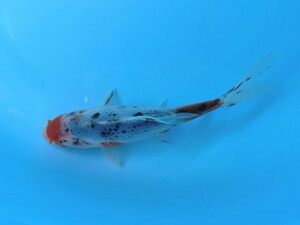  luck . goldfish animation equipped! big . writing gold big .! beautiful goldfish! aquarium. accent .! approximately 13~15 centimeter 2 -years old actual article or goods 1 pcs BSB-9 ③-3 Shiga 