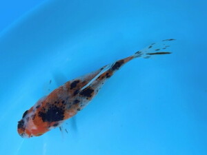  luck . goldfish animation equipped! big . writing gold big .! beautiful goldfish! aquarium. accent .! approximately 13~15 centimeter 2 -years old actual article or goods 1 pcs BSB-10 ③-3 Shiga 