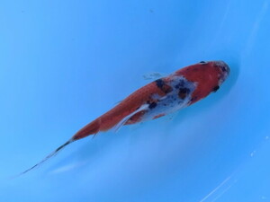 福嘉金魚 動画あり！ ビッグ朱文金 ビッグで！綺麗な金魚！ 水槽のアクセントに！ 約13～15センチ ２歳 現物 １匹 BSB-11 ③-3 滋賀