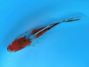  luck . goldfish animation equipped! big . writing gold big .! beautiful goldfish! aquarium. accent .! approximately 13~15 centimeter 2 -years old actual article or goods 1 pcs BSB-12 ③-3 Shiga 