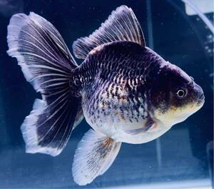 H4[ fish master oka] * finest quality ultimate beautiful individual Hybrid gold pine leaf rose tail Holland Lion Mask 18cm rank including in a package possible 