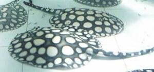 [フィッシュマスターオカ] 最高極上極美個体　超ビックスポットSWC ダイヤモンドポルカ　雌19センチ前後☆１.２枚は親魚☆3枚は出品魚です