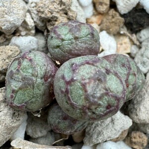 K747ウィッテベルゲンセ Conophytum minimum Wittebergense Klipfontein ② コノフィツム 多肉植物 (写真の苗全部 5点