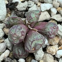 K745ウィッテベルゲンセ Conophytum minimum Wittebergense Klipfontein ② コノフィツム 多肉植物 (写真の苗全部 4点_画像2