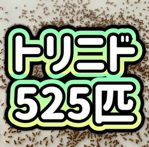 トリニドショウジョウバエ 525匹+α 【即決】【翌日までに発送】【送料無料】 生き餌 活き餌 餌用　ショウジョウバエ　フライトレス