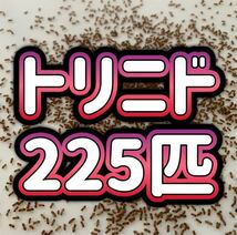 トリニドショウジョウバエ 225匹+α 【即決】【翌日までに発送】【送料無料】 生き餌 餌用　ショウジョウバエ　フライトレス_画像1