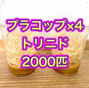 tolinidoshoujoubae2000 pcs [ pra glass 500 pcs ×4 empty glass *repasi-* tree wool extra attaching ].. not flight less next until the day . shipping 