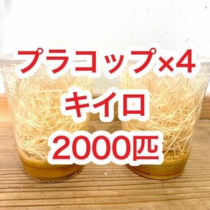 キイロショウジョウバエ　2000匹　【プラコップ500匹 ×4 空コップ・レパシー・木毛おまけつき】 飛ばない フライトレス ショウジョウバエ