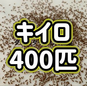 キイロショウジョウバエ　400匹+α　アリ　カマキリ　クモ　ウイングレス　羽なし【送料無料】　【即決】　【翌日までに発送】