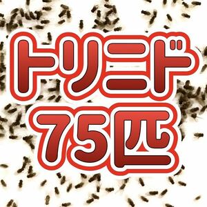 トリニドショウジョウバエ 75匹+α 【即決】【翌日までに発送】【送料無料】 生き餌 活き餌 餌用　飛ばない　フライトレス　クモ