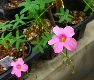 Oxalis stellataの球根②