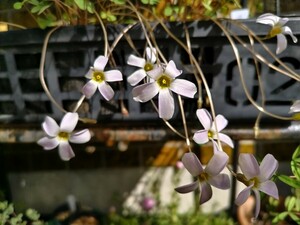 Oxalis petoraea. луковица 