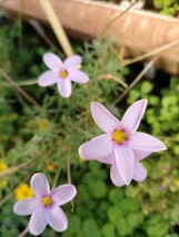 Oxalis englerianaの球根_画像3