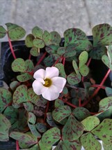 Oxalis Dikushの球根_画像2