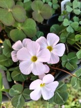 Oxalis sp.Namibiaの球根②_画像2