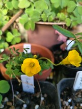 Oxalis bullulataの球根②_画像3