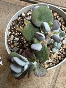  succulent plant many meat ..... luck ... one in photograph pulling out seedling .. postage 73 jpy 