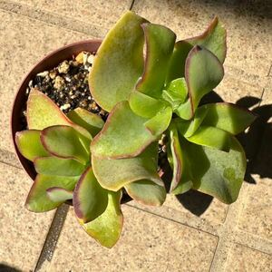 succulent plant many meat Blue Ribbon pulling out seedling .. postage 110 jpy 