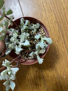  succulent plant many meat cut seedling koto nail .2 cut postage 73 jpy 