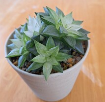 ハオルチア 氷砂糖 鉢植え　カキコ　増殖品_画像6