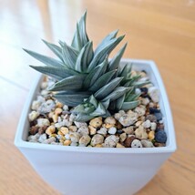 ハオルチア 幻の塔 鉢植え　　　　　　カキコ　増殖品_画像7