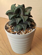 ハオルチア 鬼瓦 鉢植え　　カキコ　 増殖品_画像8