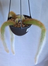 ヒルデウインテラ カラモノデニス　　鉢植え　カキコ　増殖品_画像4