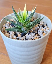 ハオルチア 竜の爪錦 鉢植え　　　　カキコ　増殖品_画像4