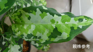 アグラオネマ ディープフォレスト Aglaonema pictum tricolor Deep Forest