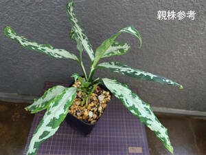 アグラオネマ 氷肌玉骨 Aglaonema pictum A 氷肌玉骨 LA0816-03j LA便