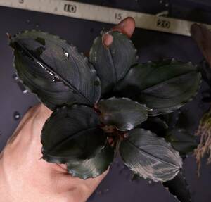 2株◆Bucephalandra sp. Mukok Black 水上株 ブセファランドラ◆