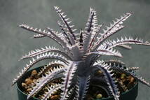 Amazonico★★★★Dyckia 'BS' × 'Nemesis'★★★★★ブロメリア ディッキア_画像3