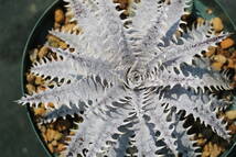 Amazonico★★★★Dyckia 'Thanatos' × 'Imperial Crown'★★★★★ブロメリア ディッキア_画像2