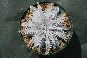 Amazonico★★★★Dyckia 'Thanatos' × 'Imperial Crown'★★★★★ブロメリア ディッキア