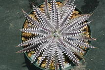 Amazonico★★★★Dyckia 'Nemesis' × 'Bill Paylen'★★★★★ブロメリア ディッキア_画像1