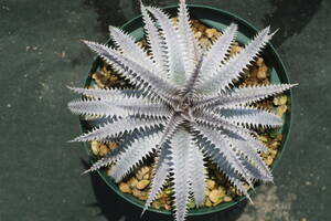 Amazonico★★★★Dyckia 'Saratoga' × 'Coelacanth'★★★★★ブロメリア ディッキア