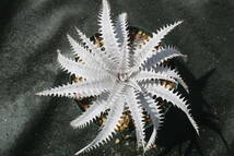 Amazonico★★★★Dyckia 'Crystal Boy' × 'Nemesis'★★★★★ブロメリア ディッキア_画像1