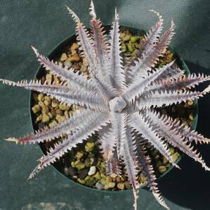 Amazonico★★★★Dyckia 'Nemesis' × 'Nagas'★★★★★ブロメリア ディッキアの画像1