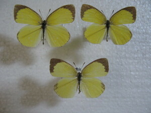  domestic production butterfly specimen tsu tuna kichou Okayama prefecture production river on . collection goods male 2, female 1