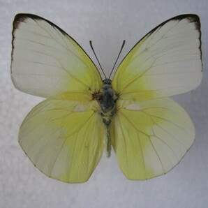国内産蝶標本 ウスキシロチョウ 沖縄県産 石垣市 飼育品 オス１，メス１の画像2
