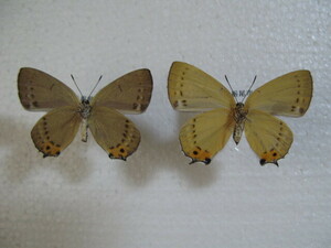  domestic production butterfly specimen ula gold corbicula Niigata prefecture production . tail city breeding goods *,*