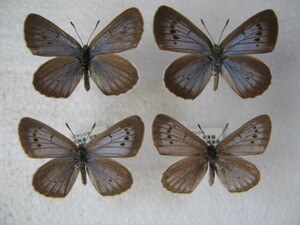  domestic production butterfly specimen rubber corbicula Hokkaido production . canopy block collection goods 4 head 