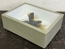 【極美品】 昆虫標本 コーカサスオオカブト 110mm インドネシア産 Chalcosoma chiron chiron Sukabumi West Java INDONESIA MAY-2010_画像9