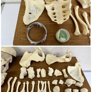 頭蓋骨標本 人体模型 骨格標本 頭蓋骨 背骨 肋骨 その他パーツ 科学教材の画像6