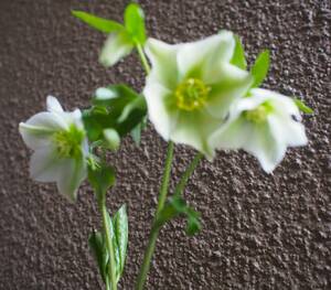 　クリスマスローズ オリエンタリス （ファータ　ビアンカ） シングル 里山Garten