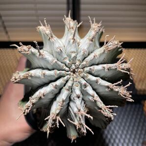 特大 特白 白衣ユーフォルビア ホリダ Euphorbia horrida 子株付き の画像5