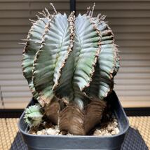 特大　特白　白衣ユーフォルビア ホリダ　Euphorbia horrida 子株付き　_画像3