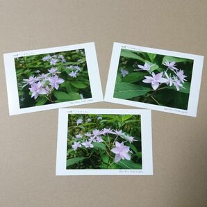 ポストカード３枚セット 妖精「シチダンカ」 神戸風景写真 紫陽花 送料無料