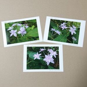 ポストカード６枚セット 妖精「シチダンカ」 神戸風景写真 紫陽花 送料無料